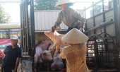 Quảng Nam lập 2 chốt phòng chống dịch tả lợn châu Phi