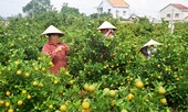 'Thủ phủ' quất Cẩm Hà nhộn nhịp vào mùa dịp Tết Nguyên đán