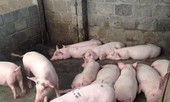 Cà Mau xuất hiện ổ dịch lở mồm long móng
