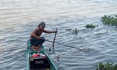 Chích điện bắt lại cá phóng sinh ở chùa Bồ Đề