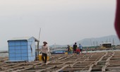 Phú Yên: 10.000 người phải cấp tốc rời khỏi 91.000 lồng bè trước trưa nay