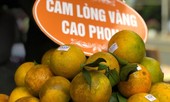 Cam ngoại 'tấn công', cam Cao Phong giảm giá chính vụ