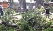 19 người bị thương vì cành cây 500 tuổi rơi trúng