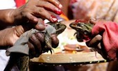 Cặp cóc ‘kết hôn’ để cầu mưa, hai tháng sau bị ép ‘li hôn’ vì mưa quá nhiều