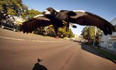 Người đàn ông 76 tuổi chết vì bị chim ác là tấn công ở Australia