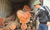 Vì sao lô gỗ sưa 'trăm tỷ' chỉ được bán đấu giá dù liên tiếp thất bại?