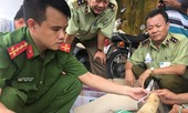 Phát hiện gần 20 kg vật phẩm nghi ngà voi ở Bình Định