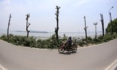 Nắng 'vỡ đầu' trên con đường hàng trăm cây hoa sữa bị chặt hạ ở Hà Nội