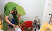 Tôm hùm bị bơm tạp chất để tăng trọng lượng