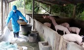 FAO cảnh báo gì Việt Nam về dịch tả lợn châu Phi?