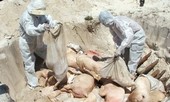 FAO: Việt Nam nên ban bố tình trạng khẩn cấp Quốc gia về dịch tả lợn châu Phi