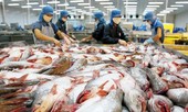 Mỹ bất ngờ đẩy mức thuế bán phá giá cá tra Việt Nam lên cao