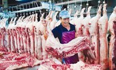 Tiêu hủy hơn nửa triệu con lợn, Hà Nội thiếu gần 100 nghìn tấn thịt
