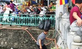 Cận cảnh rùa, cá vàng bị vợt ngay sau phóng sinh ở chùa Trấn Quốc