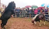 Về Yên Thế xem dê 'đấu võ' tưng bừng