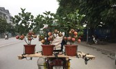 Cảnh giác với chiêu trò dùng keo dán 'trồng' bonsai trĩu quả cận Tết