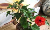 Khách hàng ngã ngửa khi táo bonsai nở hoa... râm bụt