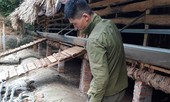 Lào Cai: Dê chết hàng loạt nghi hít phải khí độc