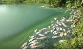 Phú Thọ: Kiểm tra hoạt động bảo vệ môi trường của Cty Hoà Phát