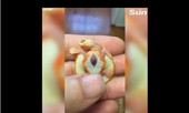 Kinh ngạc chứng kiến chú rùa “có trái tim đập ngoài lồng ngực”