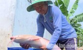 Đổ xô đi xem cá trê 'khủng' toàn thân có màu trắng lạ lẫm