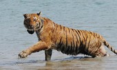 Môi trường sống bị đe dọa, hổ Bengal có nguy cơ tuyệt chủng