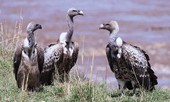 Bị đầu độc, hàng trăm kền kền chết ở Botswana