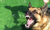 Lại thêm trẻ 4 tuổi cấp cứu vì chó nhà cắn nát mặt