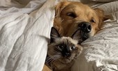 Phản ứng ‘cực gắt’ của chú mèo khi chung chăn với chó