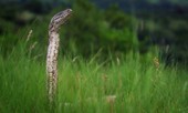 Trăn đá mang thai siết chết thỏ