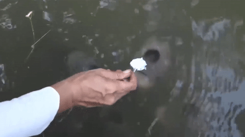 Kỳ lạ đàn cá phải dùng thìa bón cơm mới chịu ăn ở Cần Thơ