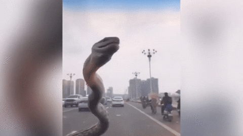 Rắn bò lổm ngổm trước kính chắn gió khi xe ô tô đang chạy trên đường