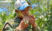 Xem người dân bắt sâu muồng để làm thức ăn