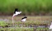 Ngắm những loài chim hoang dã ngay tại Hà Nội