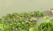Phát hiện thi thể nam thanh niên nổi trên sông Tích