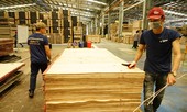 Cảnh báo luồng gỗ bất hợp pháp từ nước ngoài tuồn vào Việt Nam