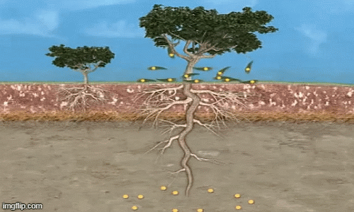 1001 thắc mắc: Loại cây nào lá có thể trổ ra vàng, đang được trồng ở Việt Nam?