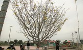'Cụ mai 'xuống phố được trả giá trăm triệu đồng ở Hà Tĩnh