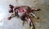 Người hiếu kỳ đổ xô đi xem nghé con 8 chân, 2 đầu ở Nghệ An