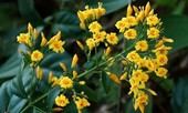 Bị cấm yêu, đôi nam nữ ăn lá ngón tự tử