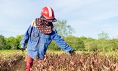 Nắng quay quắt, nhiều đồi chè Hà Tĩnh cháy khô, dân chất đống đem về làm củi