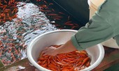Sai lầm khi dùng cá Koi Nhật Bản cúng ông Công ông Táo thay cá chép