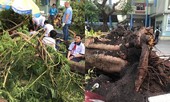 Bộ trưởng Giáo dục chia buồn với gia đình học sinh bị cây đè tử vong trong sân trường