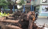 Sau vụ cây đè chết học sinh: Hà Nội yêu cầu các trường rà soát cây xanh