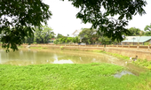 Ao cá Bác Hồ tại Làng cổ Đường Lâm bị 'xà xẻo' 4.000 m2