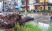 Cây đổ chết người, TPHCM yêu cầu tăng cường quản lý cây xanh