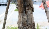 Hàng loạt cây trồng chết khô trên trục đường Cầu Giấy - Dương Đình Nghệ