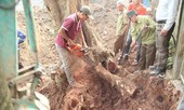 Số phận lô gỗ sưa 'trăm tỷ' ở Hà Nội ra sao sau dịch COVID - 19?