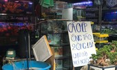 Cá chép đắt hàng trước ngày ông Công ông Táo