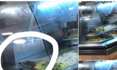 Aeon Việt Nam thừa nhận có chuột bò trên khay thức ăn